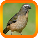 Canto Para Esquentar o Trinca Ferro Mp3 APK