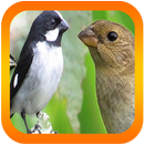 Canto de Bigodinho Offline Mp3 APK