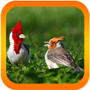 Baixe Agora o Canto De Cardeal APK