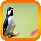 Canto de Bigodinho Sporophila lineola icono