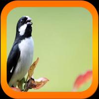 Canto de Bigodinho Sporophila lineola Poster