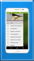 Canto de Bigodinho Sporophila lineola captura de pantalla 3