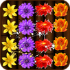 Blossom Crush APK