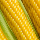 Corn icon