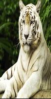 Wall Papers Tiger Images الملصق