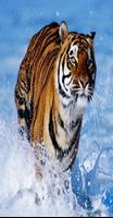 Wall Papers Tiger Images ภาพหน้าจอ 3