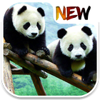 Panda Wallpaper icon