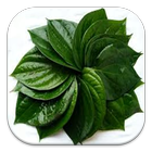 Healthy With Betel Leaf-icoon