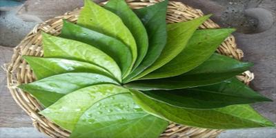 Healthy With Betel Leaf-poster