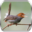 Kicau Burung Prenjak