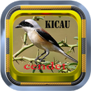 Kicau Cendet|Kicau Pentet Offline APK