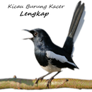 Kicau Burung Kacer Lengkap APK