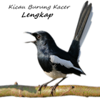 Kicau Burung Kacer Lengkap icon