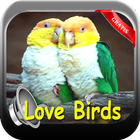 KICAU LOVE BIRDS 2017 icône