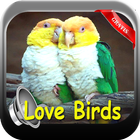 KICAU LOVE BIRDS 2017 icon