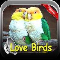 KICAU LOVE BIRDS 2017 Affiche