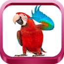Kumpulan Kicau Beo APK