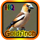 MASTER KICAU GOLDFINCH JUARA APK