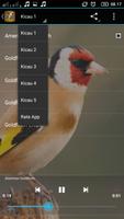 MASTER KICAU GOLDFINCH JUARA screenshot 1