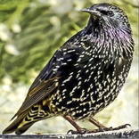 Kicau Jalak Eropa Masteran