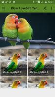 Kicau Lovebird Terlengkap Affiche