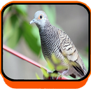 MASTER KICAU PERKUTUT APK
