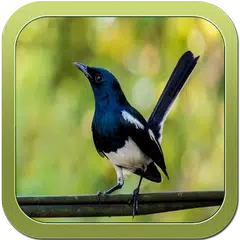Kiau Kacer Master