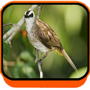 MASTER KICAU TRUCUKAN GACOR APK