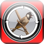 Masteran Burung Kutilang Gacor ikona