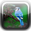 Bird Sounds Ringtones Free APK