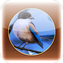 APK Nature Birds Sounds