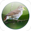 Birds Tweet Ringtones