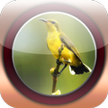 Kicau Burung Pilihan