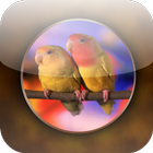 Amazing LoveBird Birds chirp icône