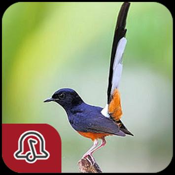Download Master Kicau Murai Batu Apk For Android Latest Version
