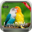 master kicau love birds new