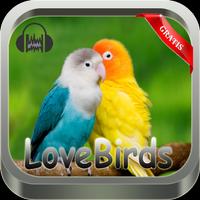 master kicau love birds new-poster