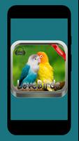 Masteran Lovebirds 2017 截图 1