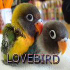 Masteran LOVEBIRD Ngekek أيقونة