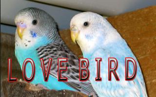 Masteran LOVEBIRD Ngekek Affiche