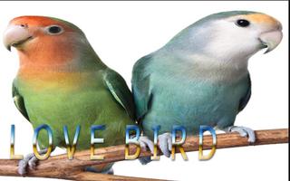 Masteran LOVEBIRD Ngekek تصوير الشاشة 1