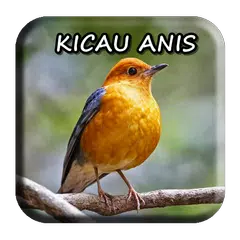 Kicau Anis Masteran