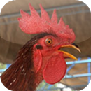 Suara Ayam Ketawa APK