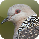 Kicau Burung Tekukur APK