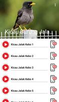 Kicau Burung Jalak Kebo capture d'écran 3