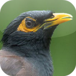 Kicau Burung Jalak Nias