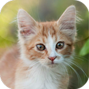 Suara Kucing Ringtone APK