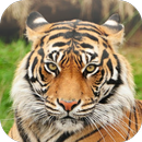 Suara Harimau Ringtone APK