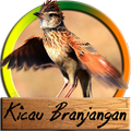 Kicau Branjangan Masteran