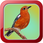 Masteran Burung Anis Merah icon